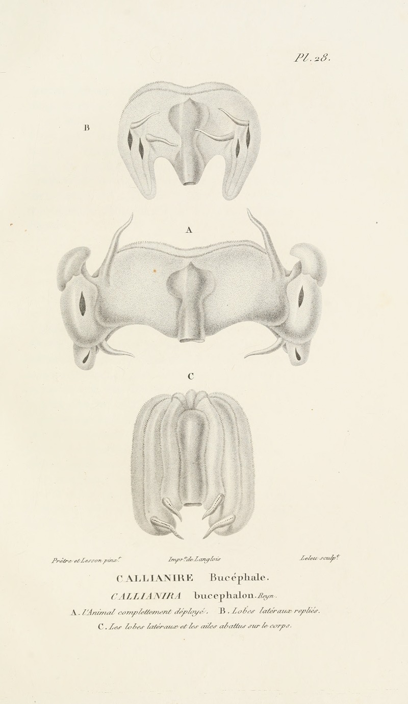Centurie zoologique Pl.28 — René-Primevère Lesson
