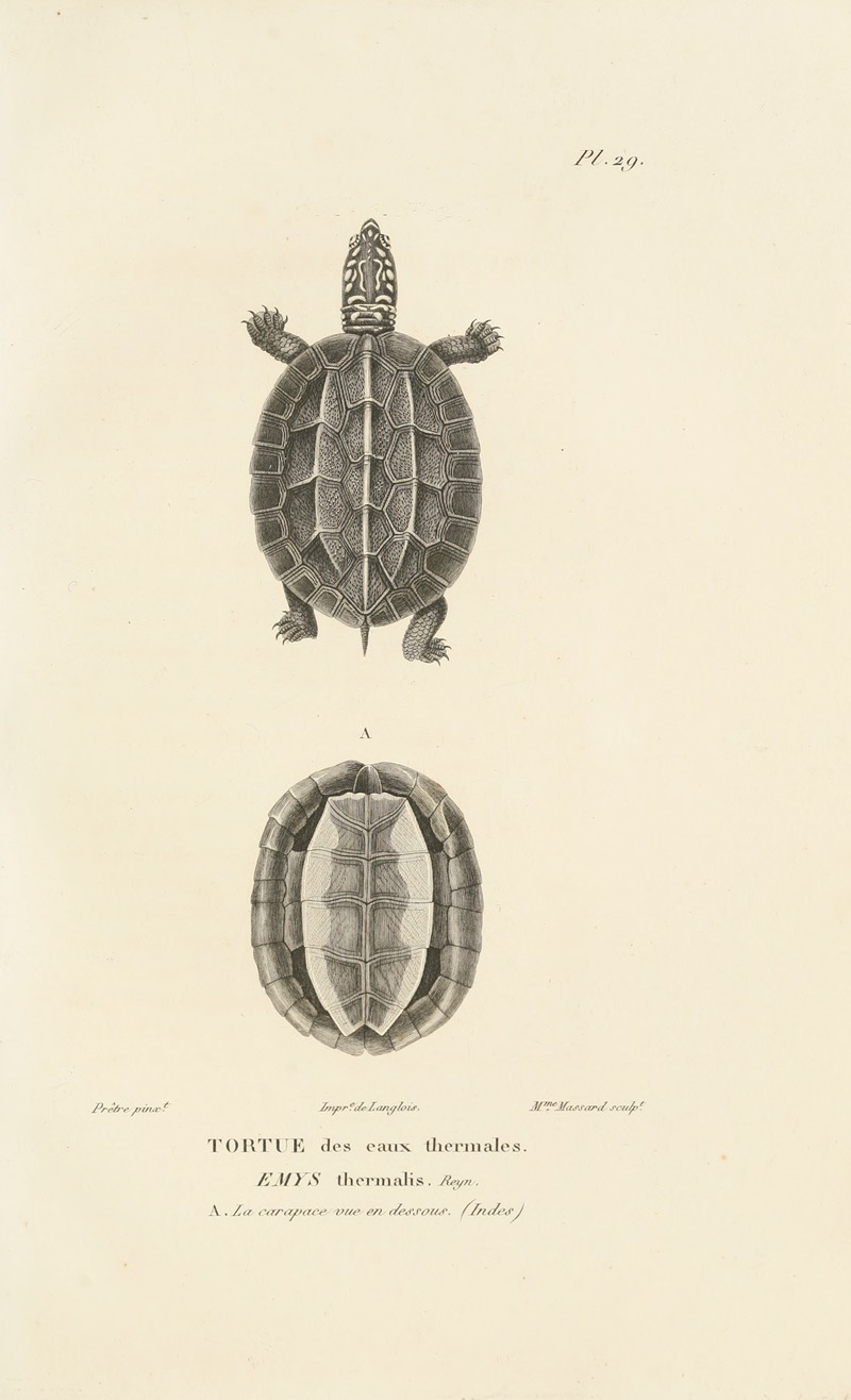 Centurie zoologique Pl.29 by René-Primevère Lesson, 1830-1832 — digital art print download