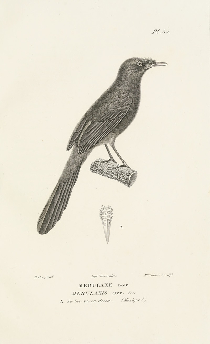 Centurie zoologique Pl.30 by René-Primevère Lesson, 1830-1832 — digital art print download