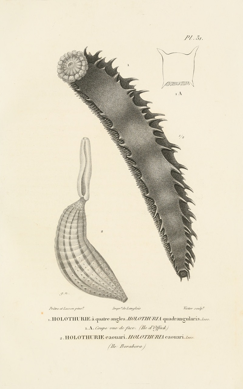Centurie zoologique Pl.31 — René-Primevère Lesson