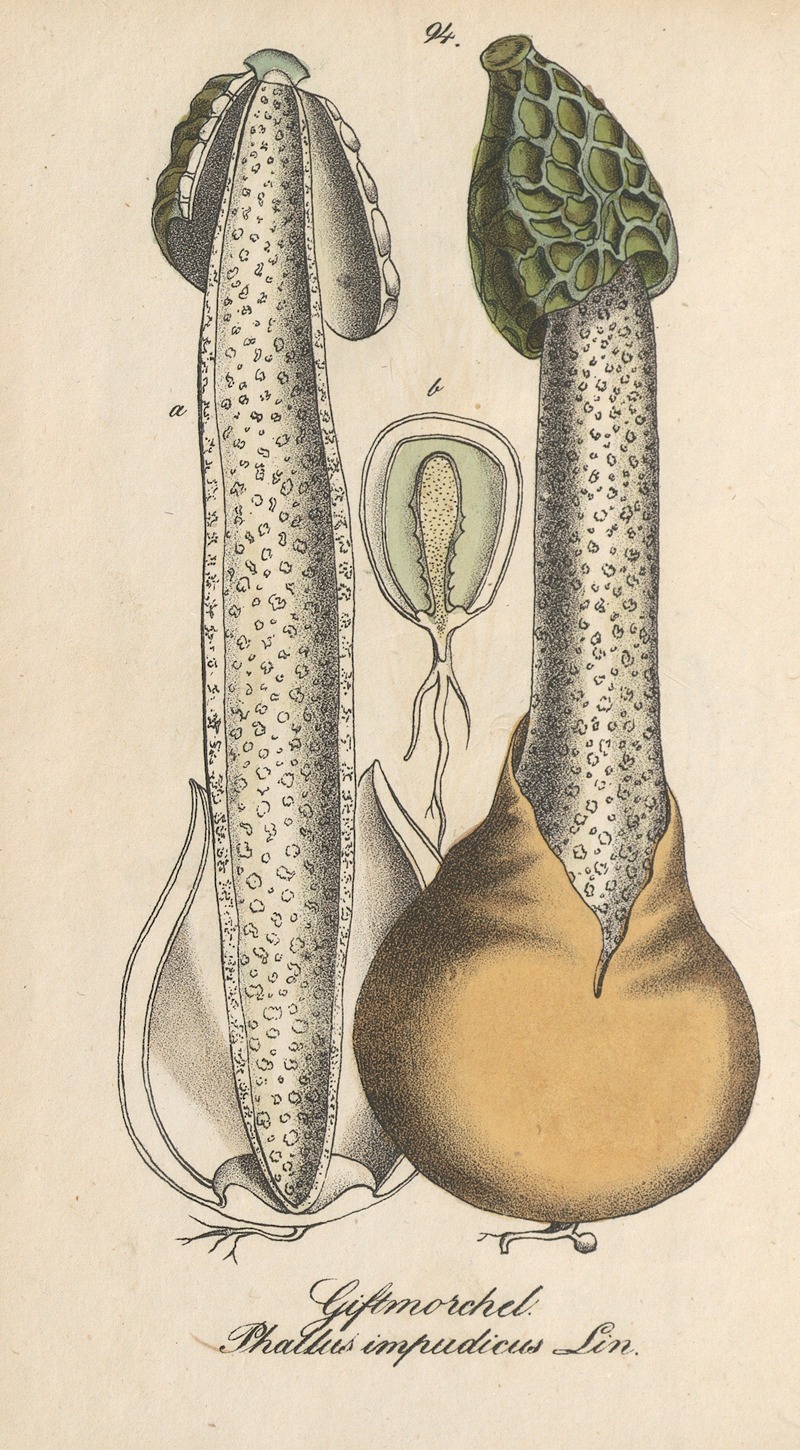 Phallus impudicus by Eduard Winkler, 1831 — digital art print download