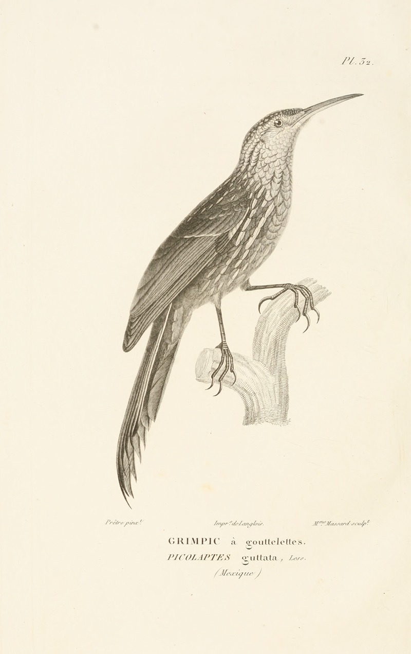 Centurie zoologique Pl.32 — René-Primevère Lesson