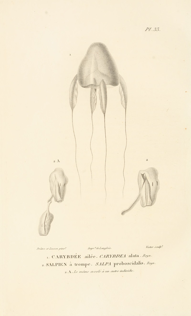 Centurie zoologique Pl.33 by René-Primevère Lesson, 1830-1832 — digital art print download