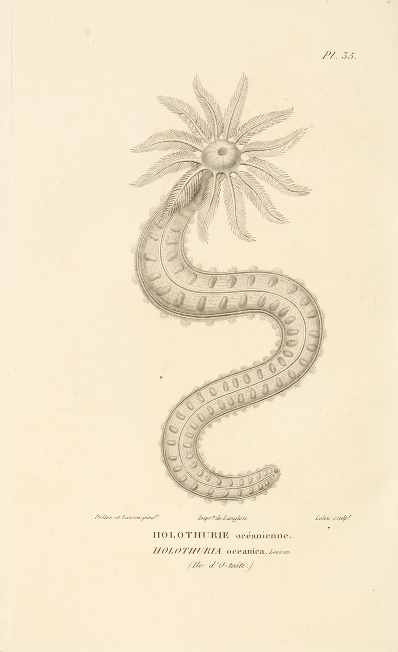 Centurie zoologique Pl.35 — René-Primevère Lesson