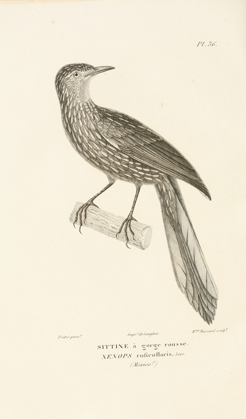 Centurie zoologique Pl.36 by René-Primevère Lesson, 1830-1832 — digital art print download