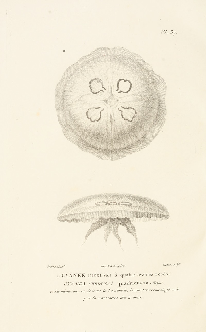 Centurie zoologique Pl.37 by René-Primevère Lesson, 1830-1832 — digital art print download