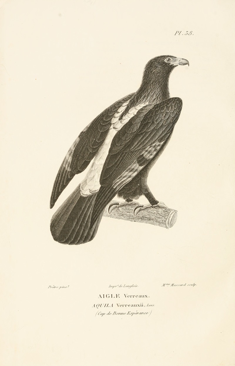 Centurie zoologique Pl.38 — René-Primevère Lesson