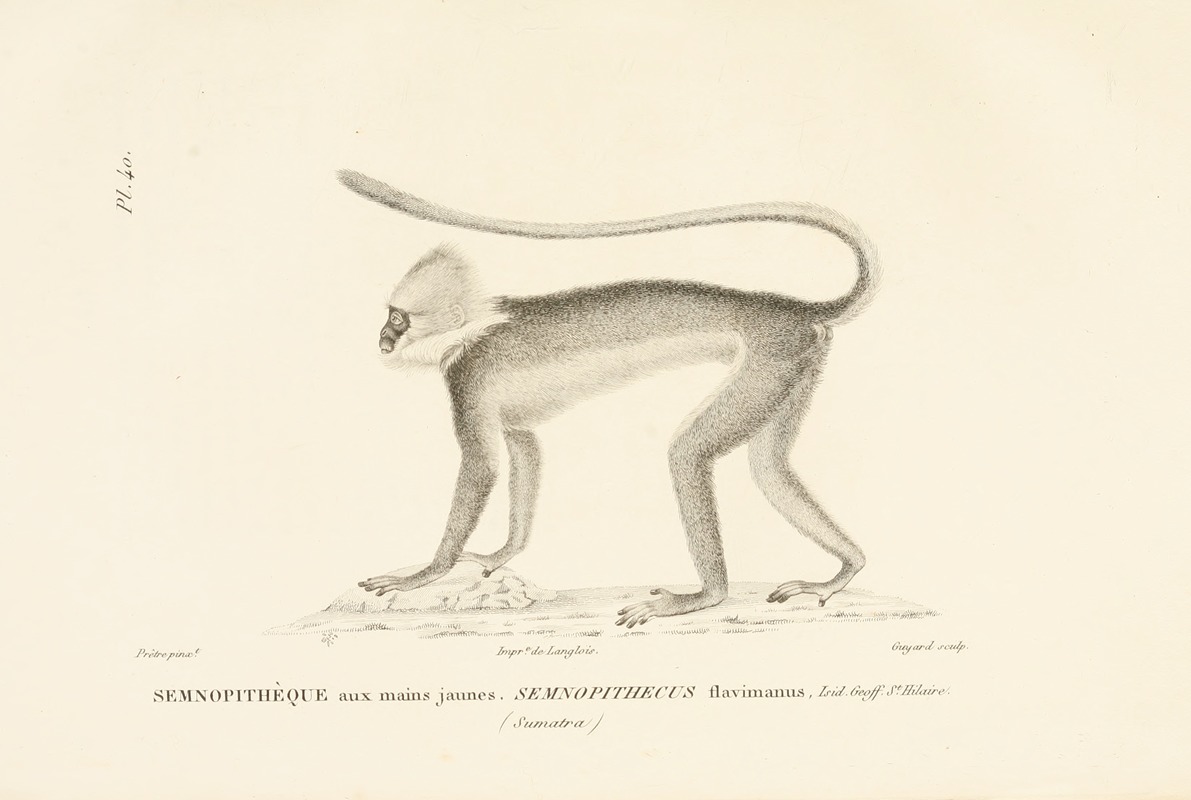 Centurie zoologique Pl.40 by René-Primevère Lesson, 1830-1832 — digital art print download