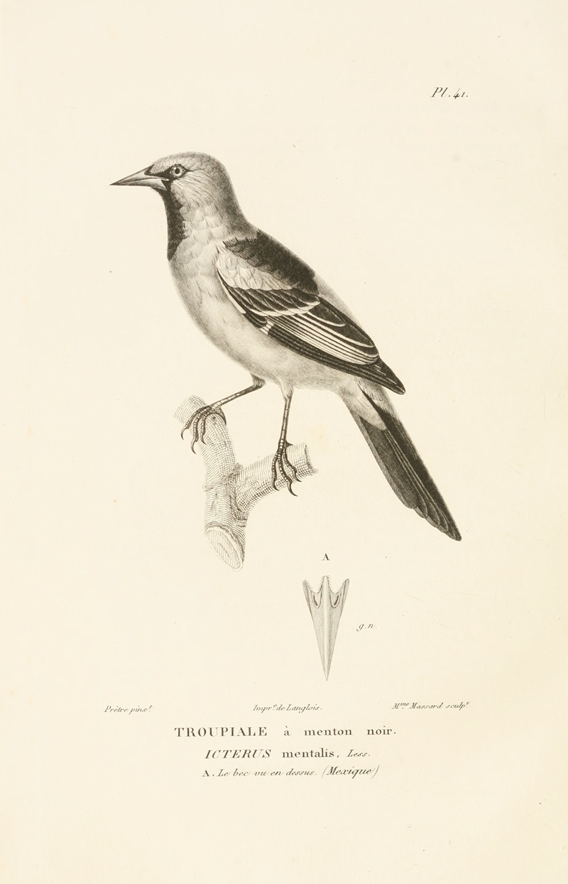 Centurie zoologique Pl.41 by René-Primevère Lesson, 1830-1832 — digital art print download