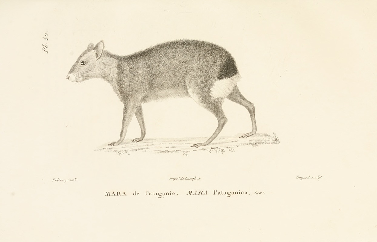 Centurie zoologique Pl.42 — René-Primevère Lesson