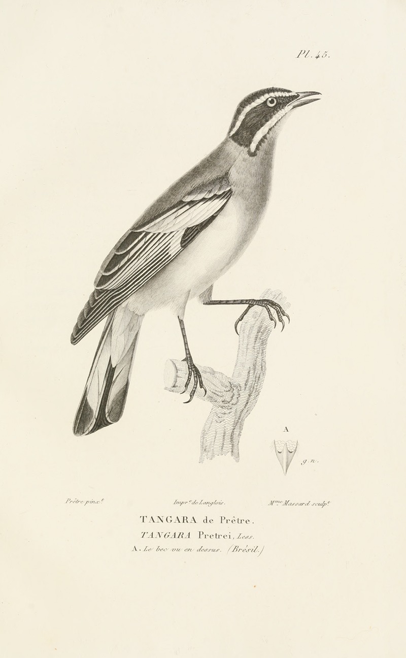 Centurie zoologique Pl.45 by René-Primevère Lesson, 1830-1832 — digital art print download