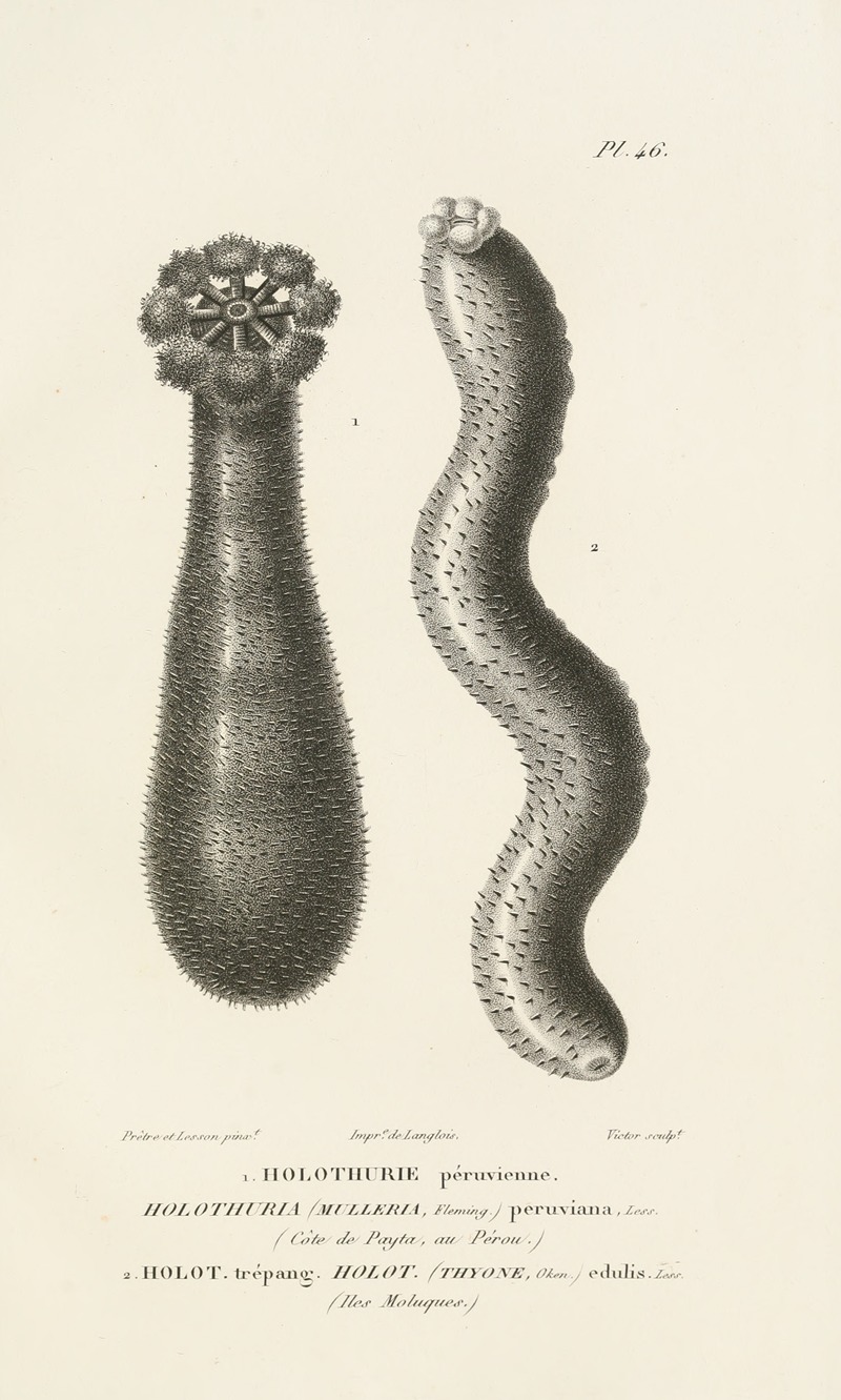 Centurie zoologique Pl.46 — René-Primevère Lesson