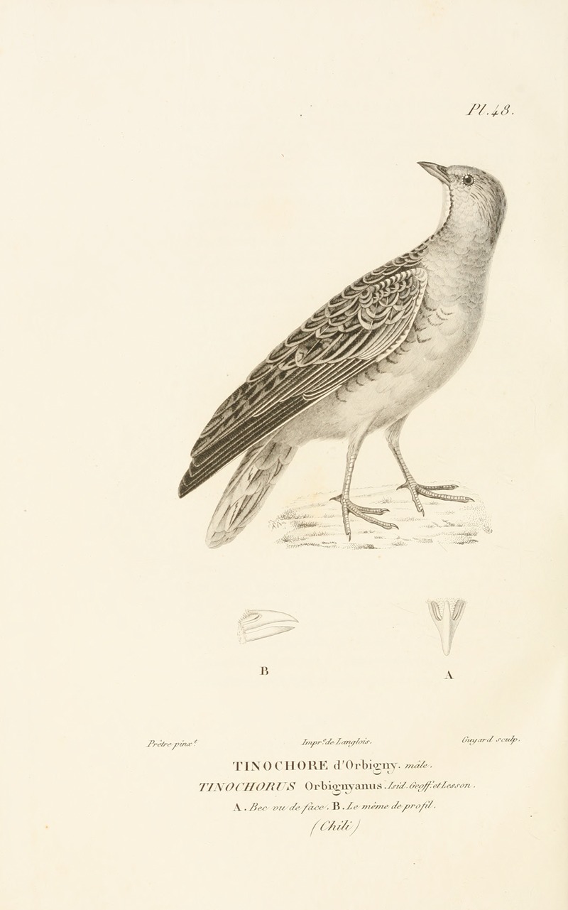 Centurie zoologique Pl.48 — René-Primevère Lesson