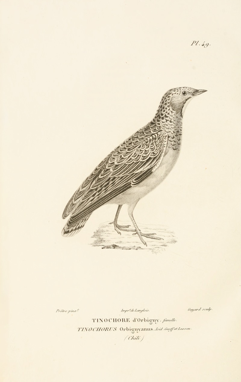 Centurie zoologique Pl.49 — René-Primevère Lesson