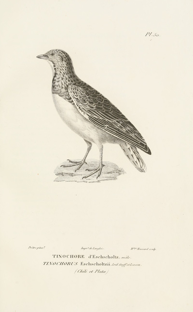 Centurie zoologique Pl.50 — René-Primevère Lesson