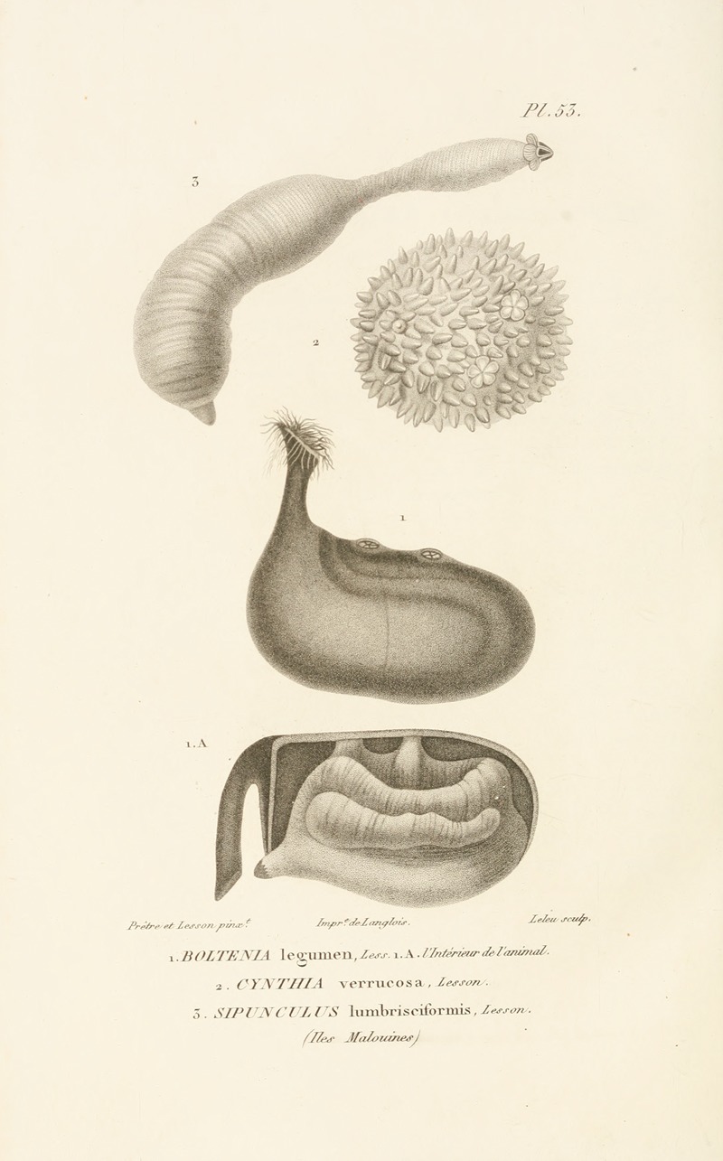 Centurie zoologique Pl.53 — René-Primevère Lesson