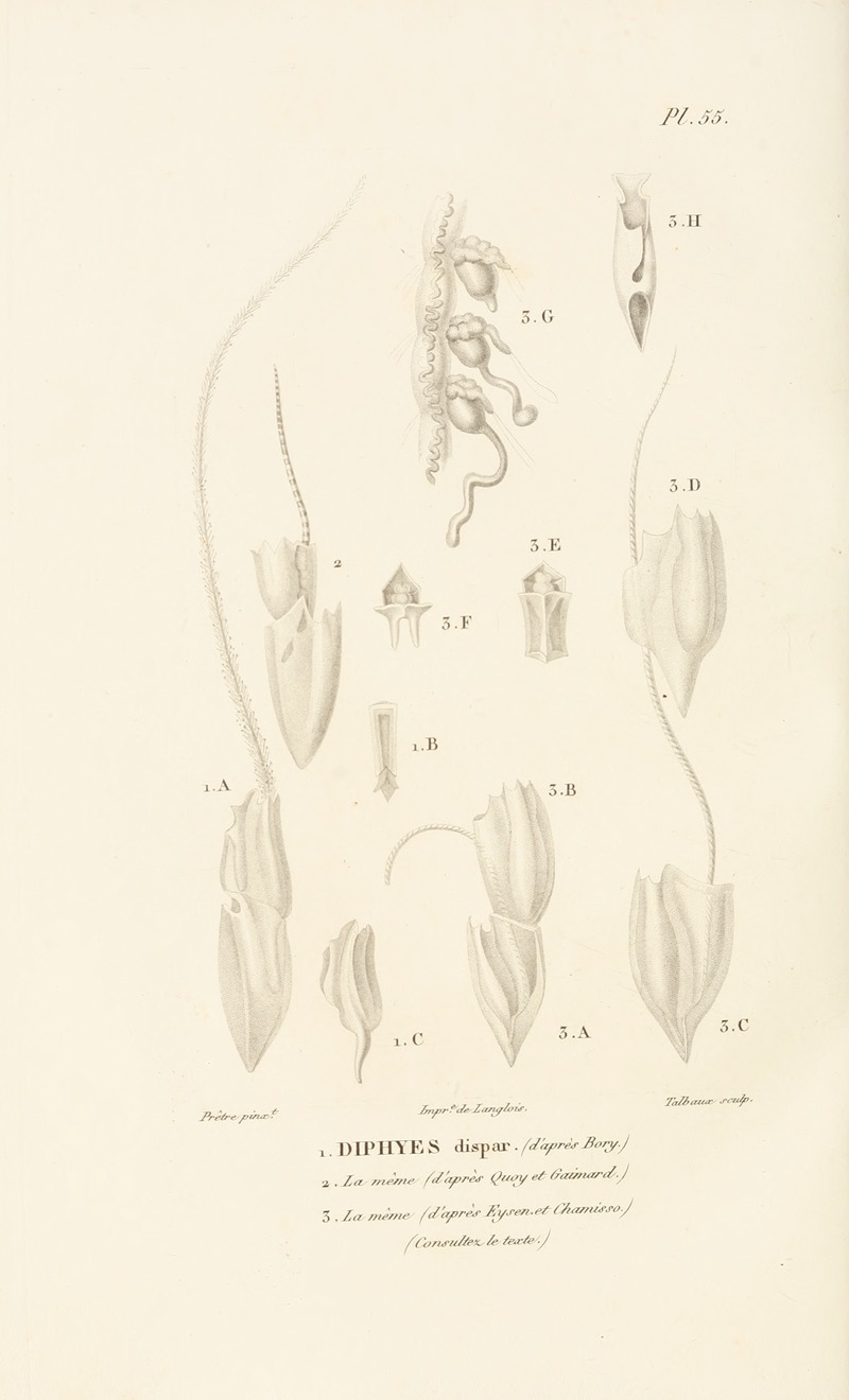Centurie zoologique Pl.55 — René-Primevère Lesson