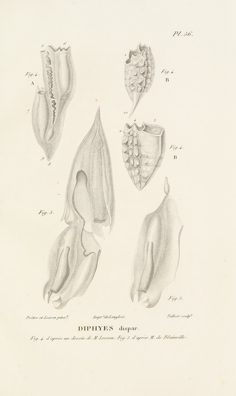 Centurie zoologique Pl.56 — René-Primevère Lesson