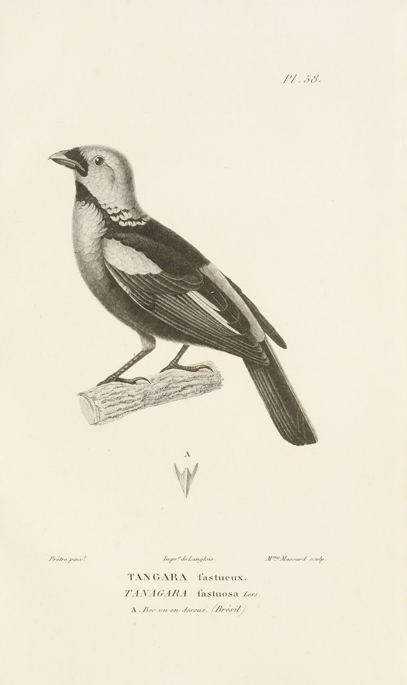 Centurie zoologique Pl.57 — René-Primevère Lesson