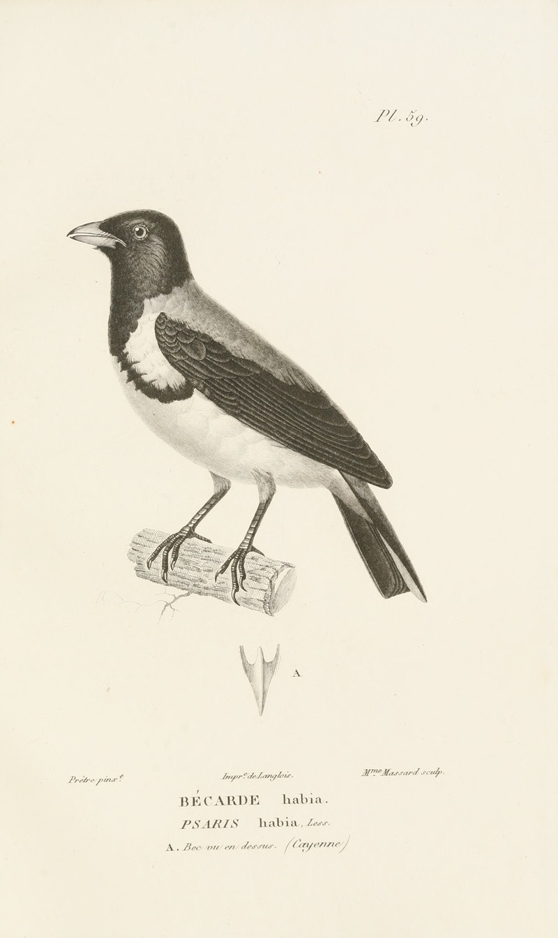Centurie zoologique Pl.58 — René-Primevère Lesson