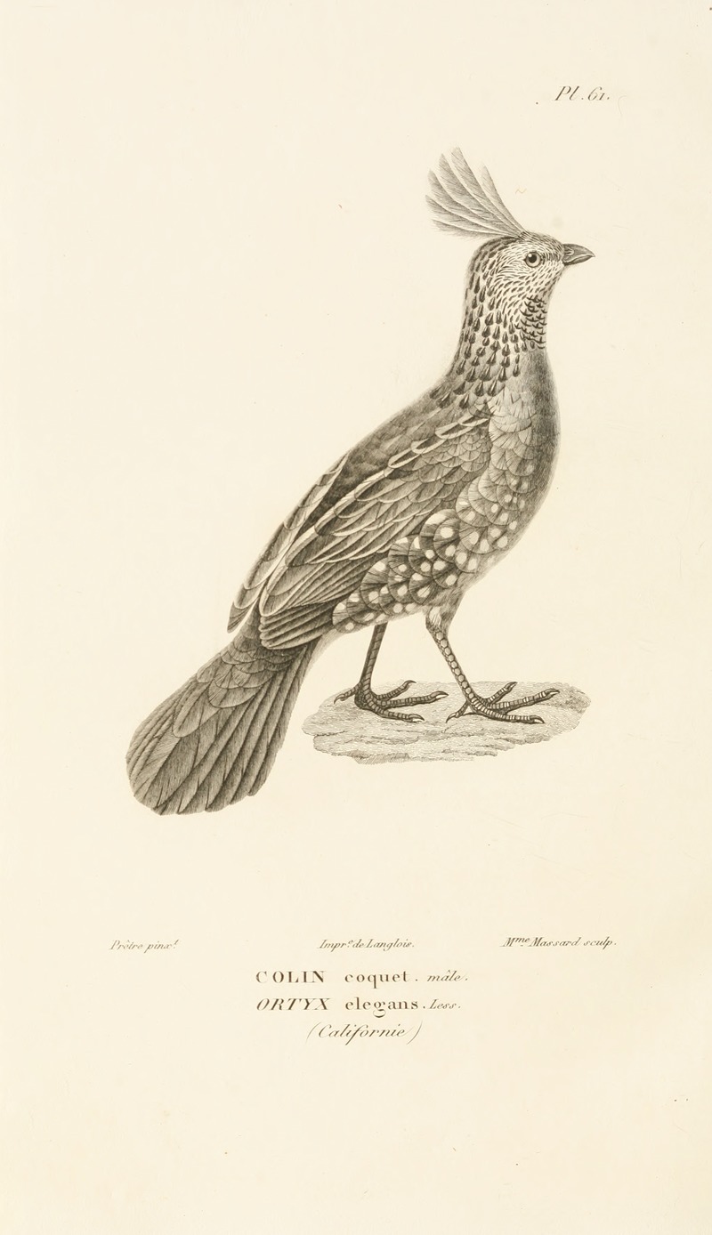 Centurie zoologique Pl.60 — René-Primevère Lesson