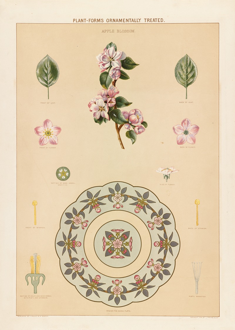 Apple blossom by Grace Carter, 1874 — digital art print download