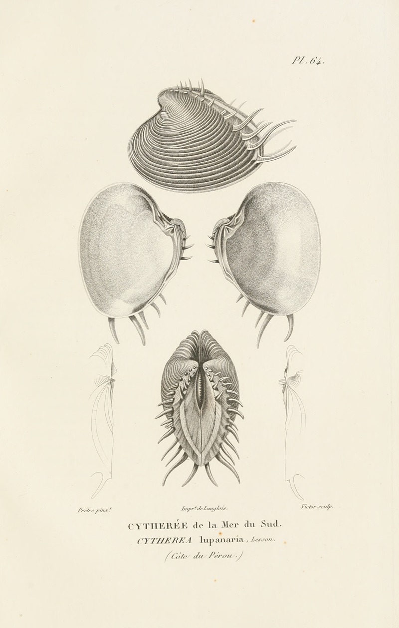 Centurie zoologique Pl.63 — René-Primevère Lesson