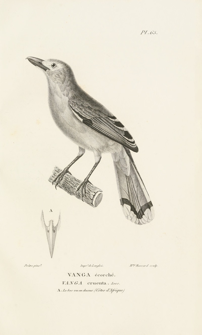 Centurie zoologique Pl.64 by René-Primevère Lesson, 1830-1832 — digital art print download