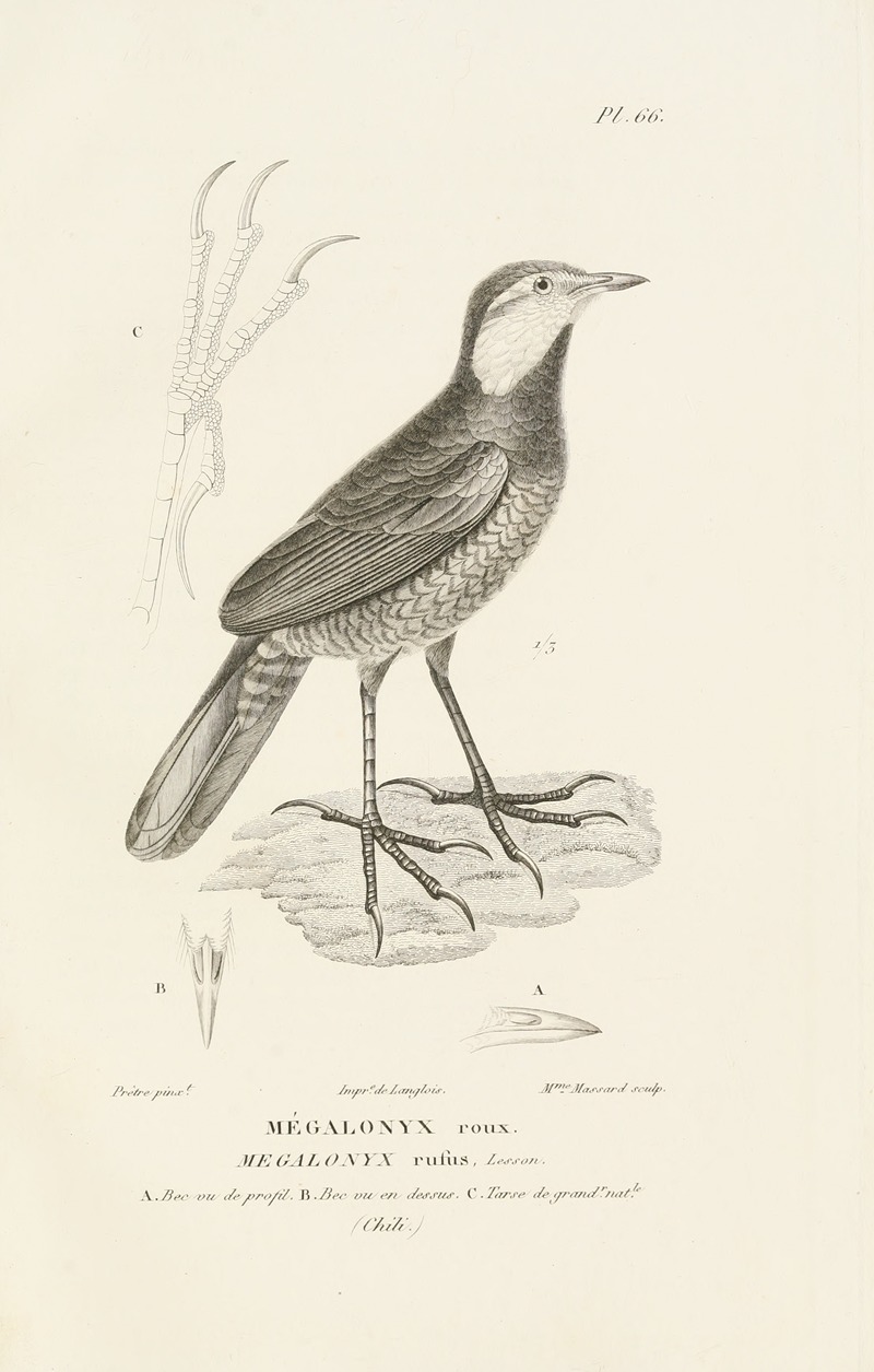 Centurie zoologique Pl.65 by René-Primevère Lesson, 1830-1832 — digital art print download