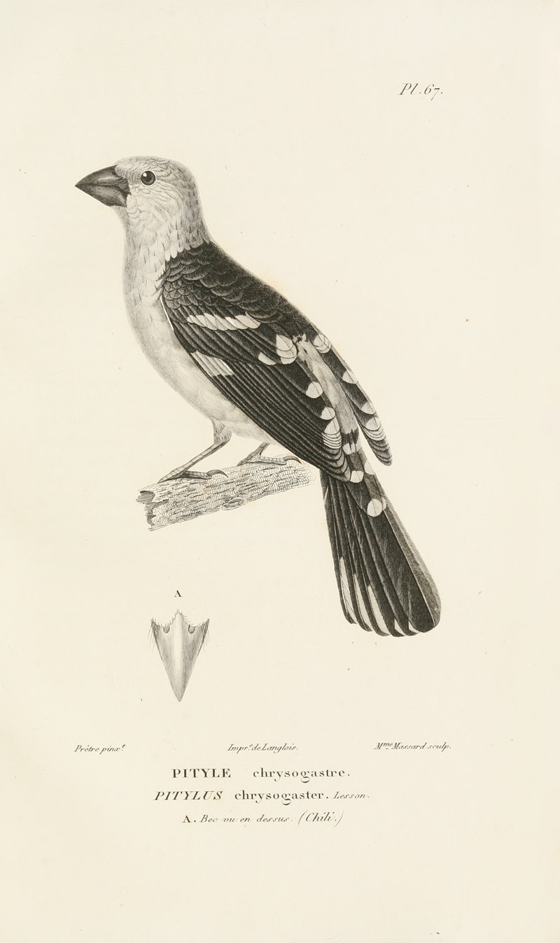 Centurie zoologique Pl.66 — René-Primevère Lesson
