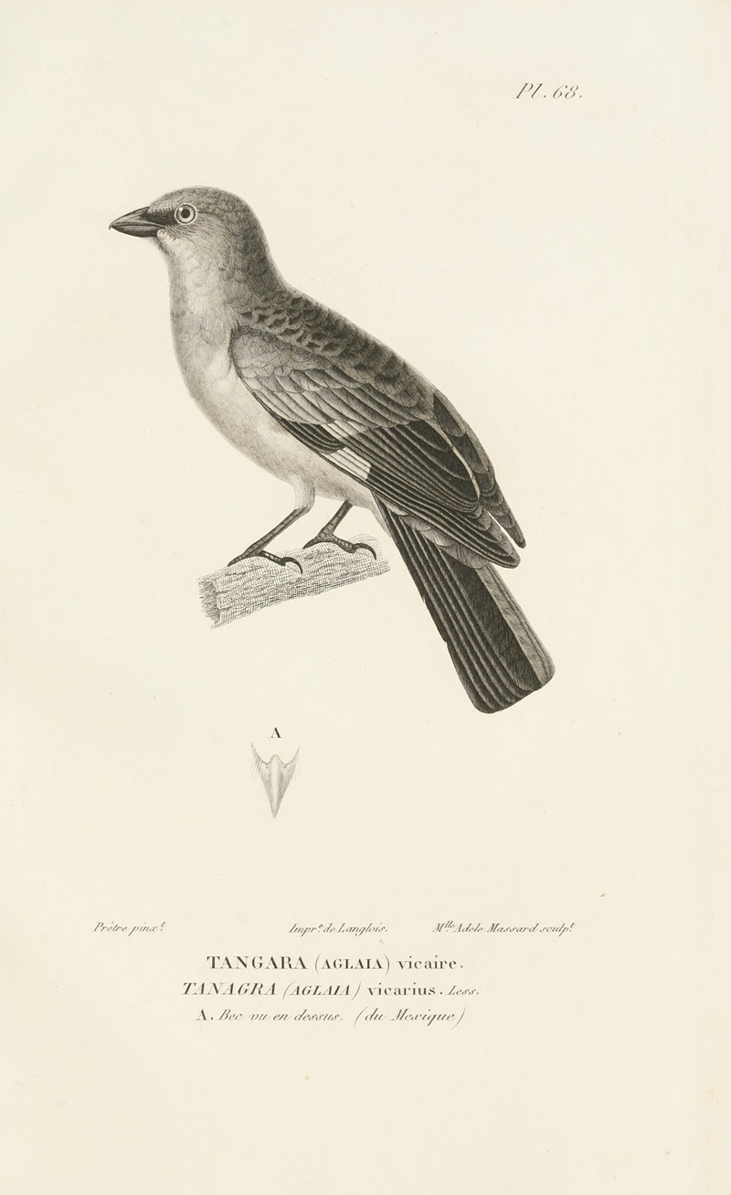 Centurie zoologique Pl.67 by René-Primevère Lesson, 1830-1832 — digital art print download