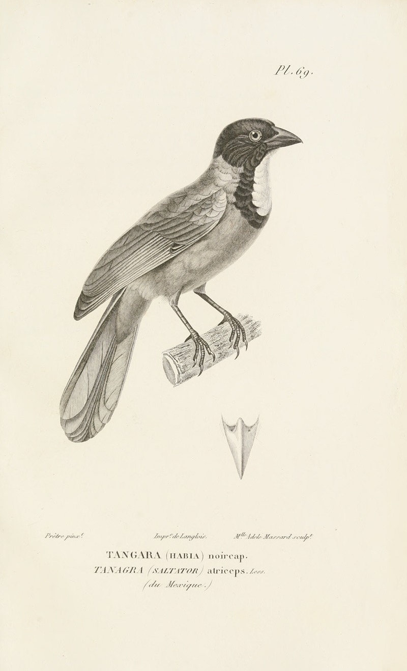Centurie zoologique Pl.68 by René-Primevère Lesson, 1830-1832 — digital art print download