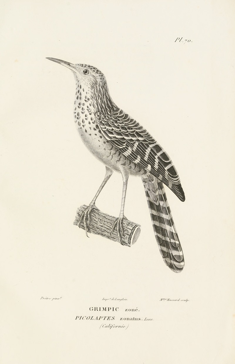 Centurie zoologique Pl.69 — René-Primevère Lesson