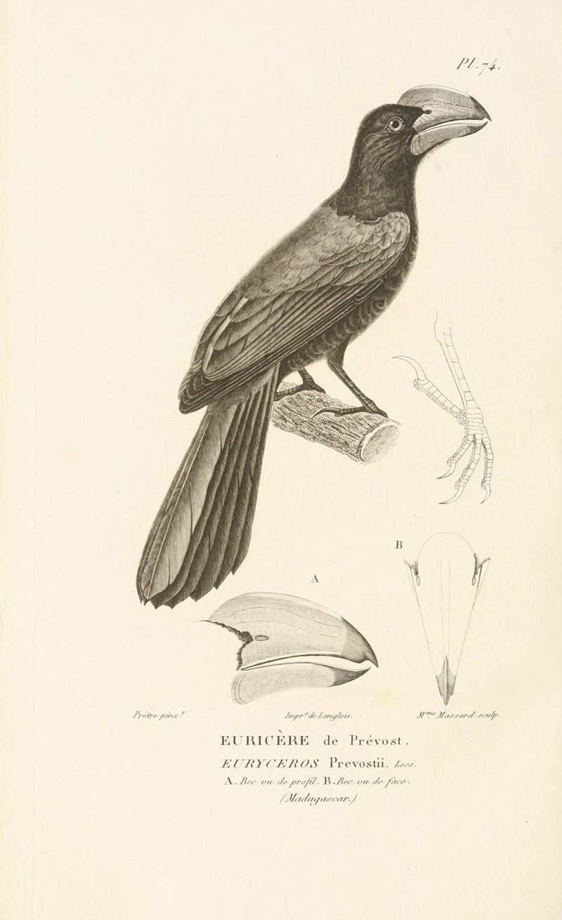 Centurie zoologique Pl.73 by René-Primevère Lesson, 1830-1832 — digital art print download