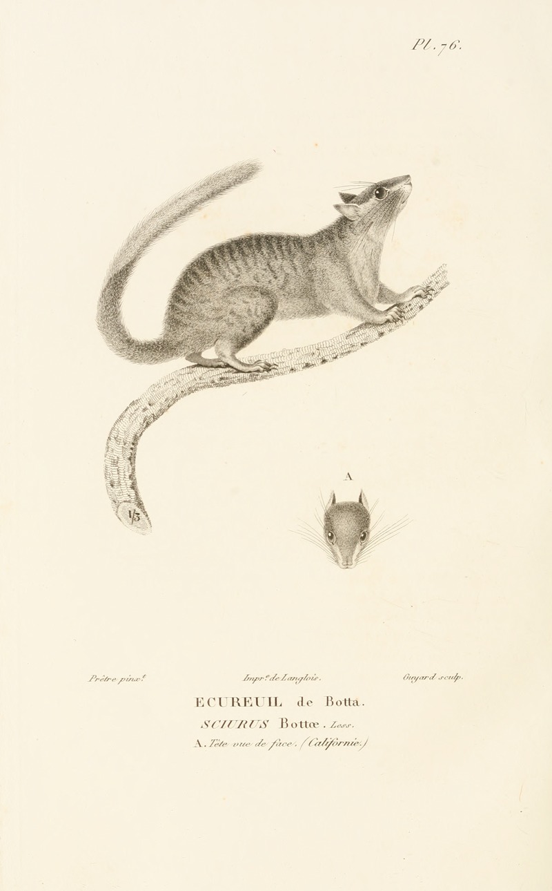 Centurie zoologique Pl.75 — René-Primevère Lesson