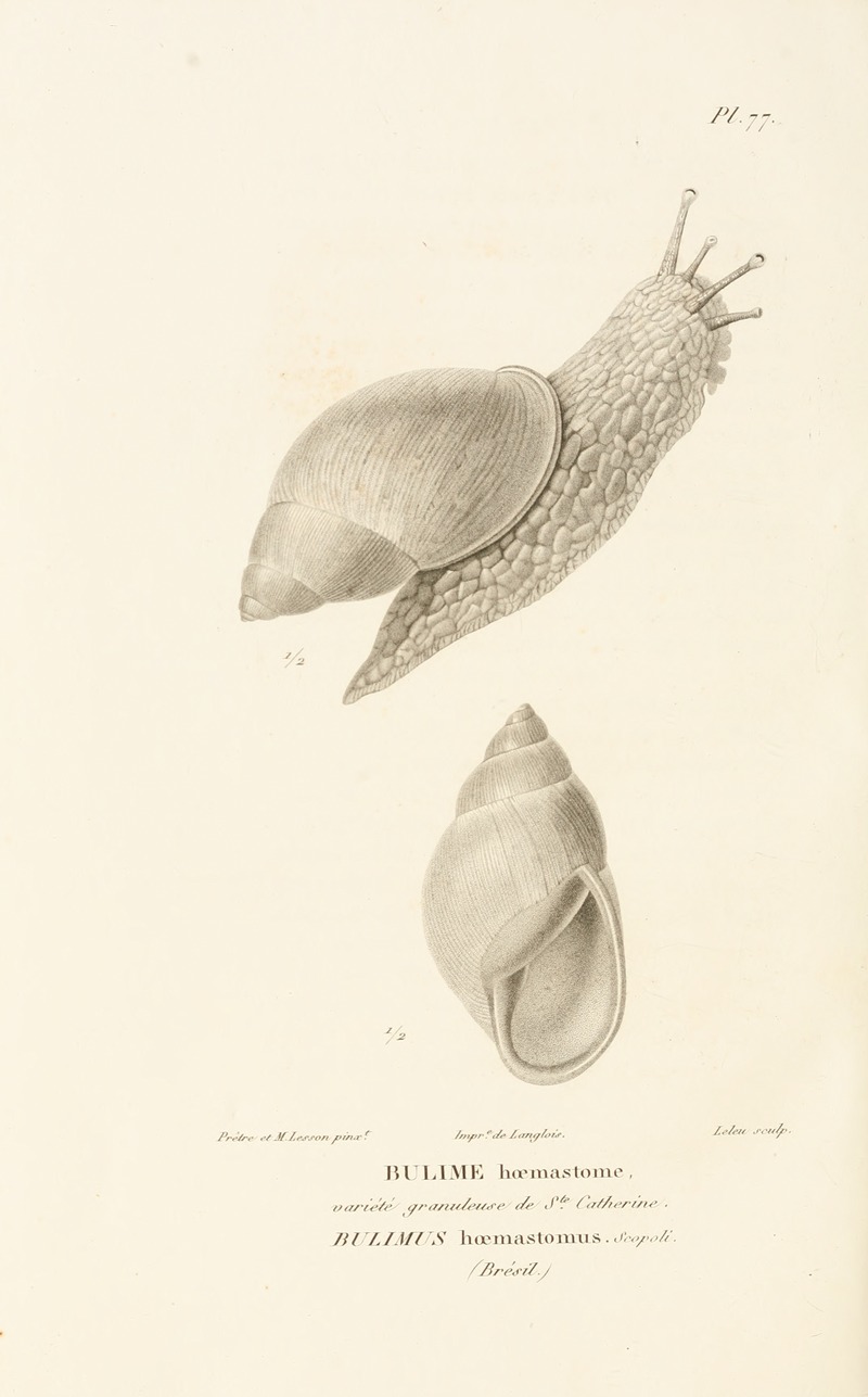 Centurie zoologique Pl.76 by René-Primevère Lesson, 1830-1832 — digital art print download