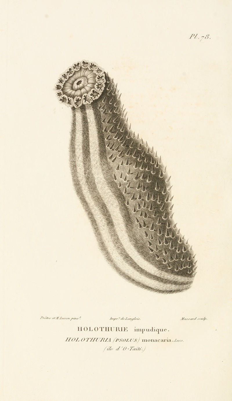 Centurie zoologique Pl.77 — René-Primevère Lesson
