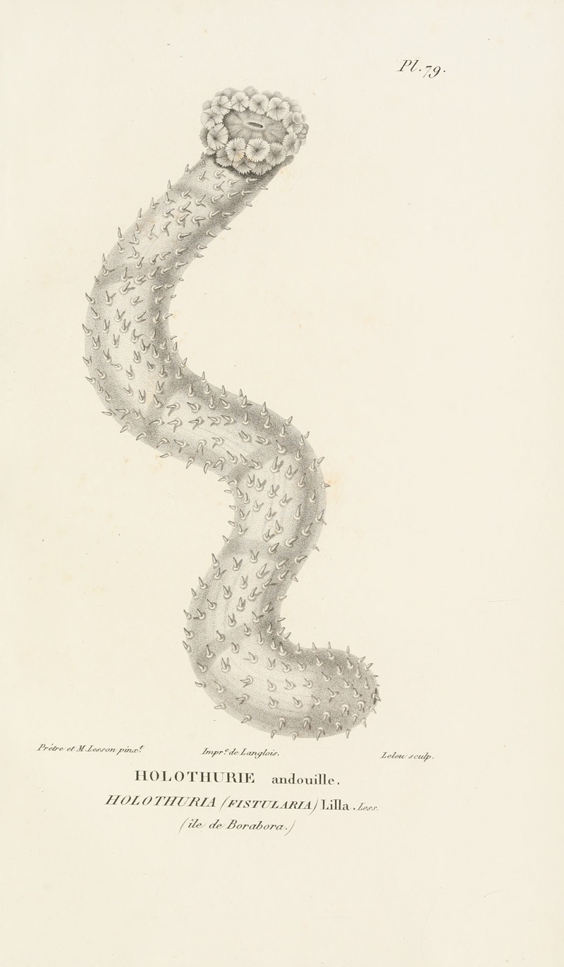 Centurie zoologique Pl.78 — René-Primevère Lesson