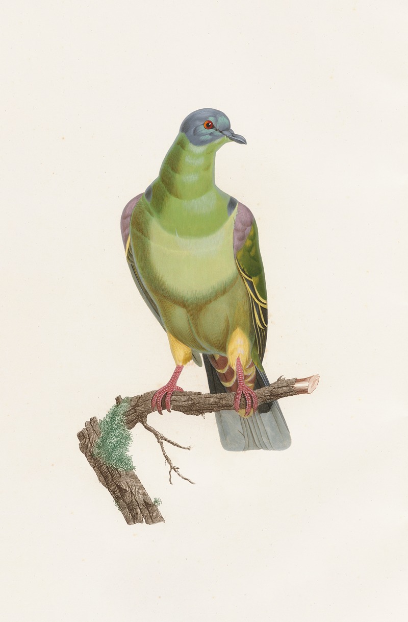 Les pigeons Pl.02 by Coenraad Jacob Temminck, 1808 — digital art print download