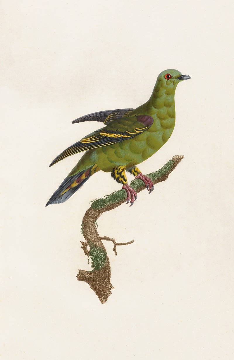 Les pigeons Pl.03 by Coenraad Jacob Temminck, 1808 — digital art print download