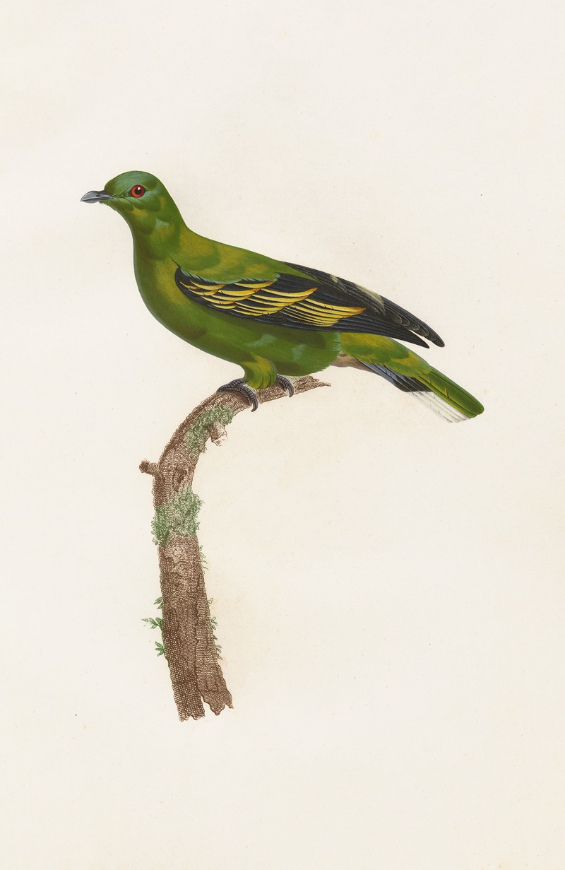 Les pigeons Pl.04 by Coenraad Jacob Temminck, 1808 — digital art print download