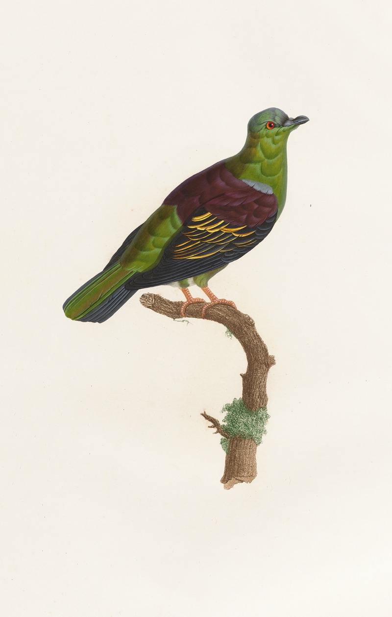 Les pigeons Pl.05 by Coenraad Jacob Temminck, 1808 — digital art print download