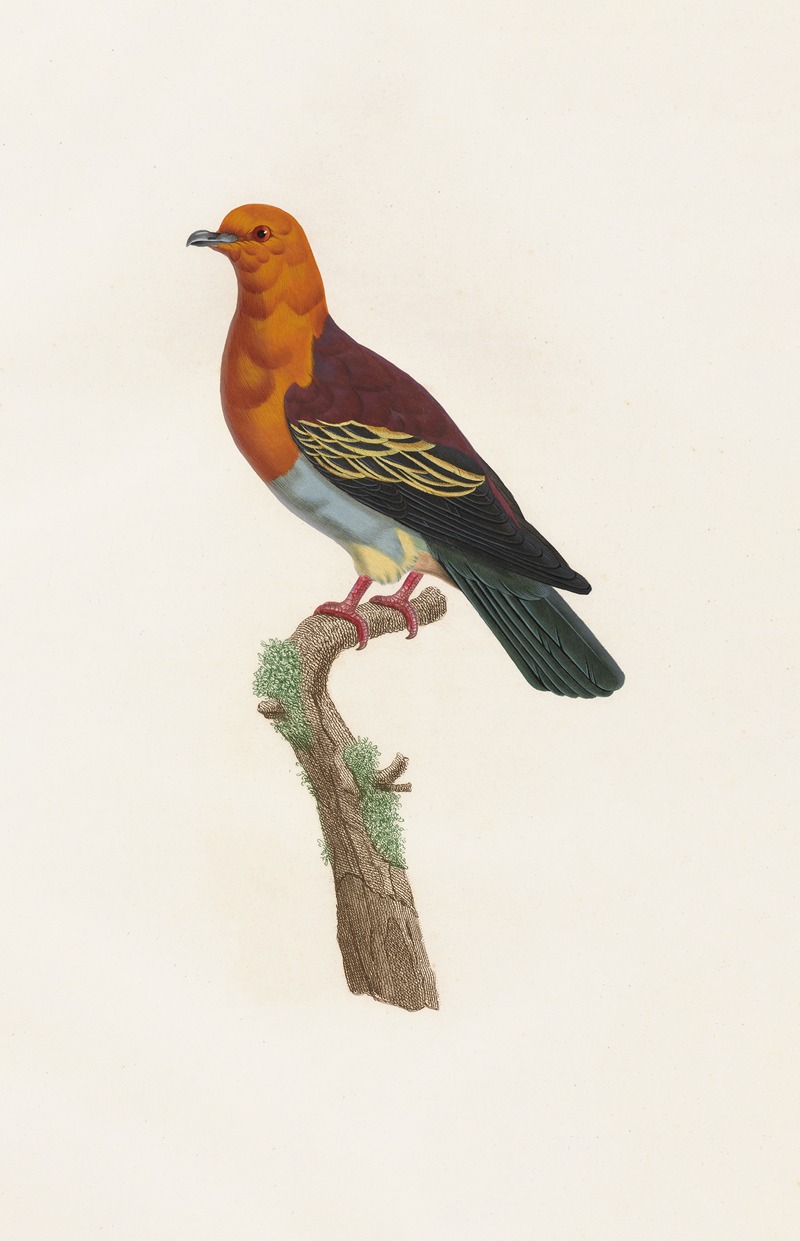 Les pigeons Pl.06 by Coenraad Jacob Temminck, 1808 — digital art print download