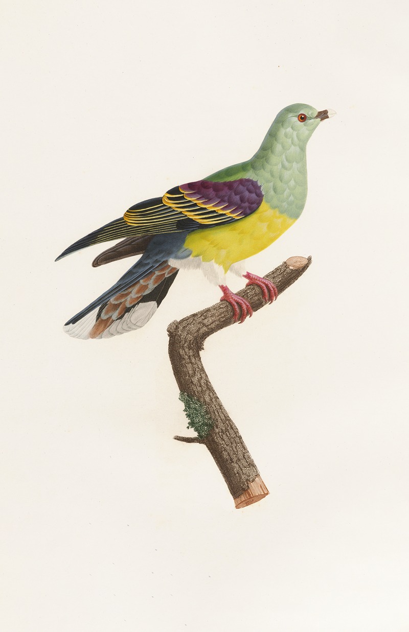 Les pigeons Pl.08 by Coenraad Jacob Temminck, 1808 — digital art print download