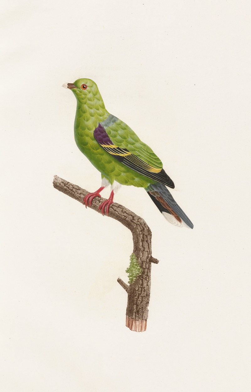 Les pigeons Pl.09 by Coenraad Jacob Temminck, 1808 — digital art print download