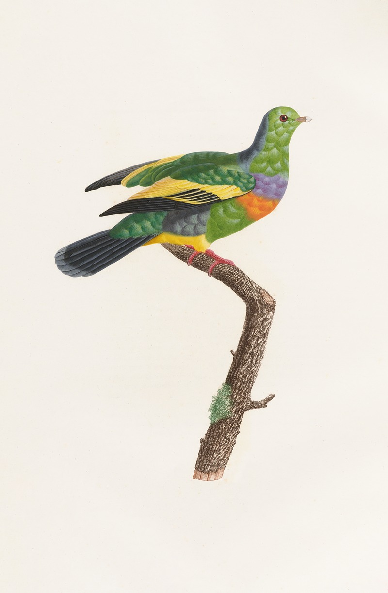 Les pigeons Pl.10 by Coenraad Jacob Temminck, 1808 — digital art print download