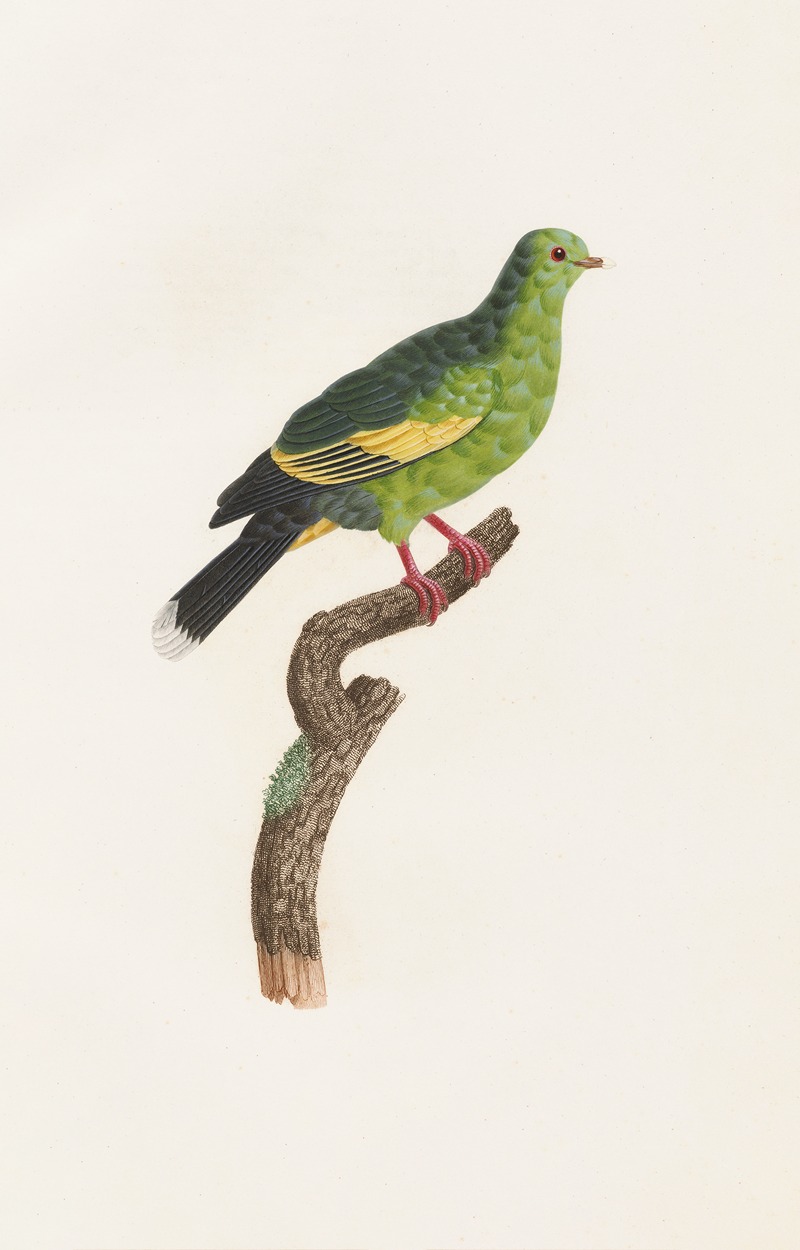 Les pigeons Pl.11 by Coenraad Jacob Temminck, 1808 — digital art print download