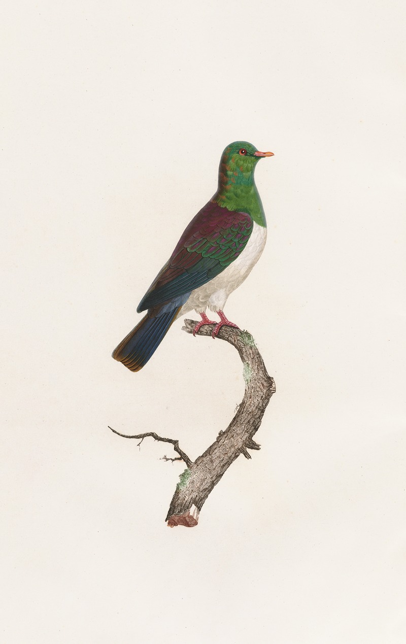 Les pigeons Pl.12 by Coenraad Jacob Temminck, 1808 — digital art print download