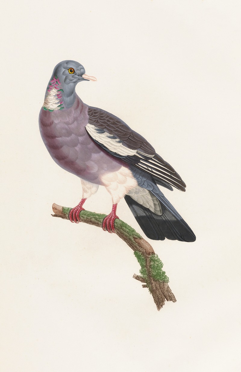 Les pigeons Pl.13 by Coenraad Jacob Temminck, 1808 — digital art print download