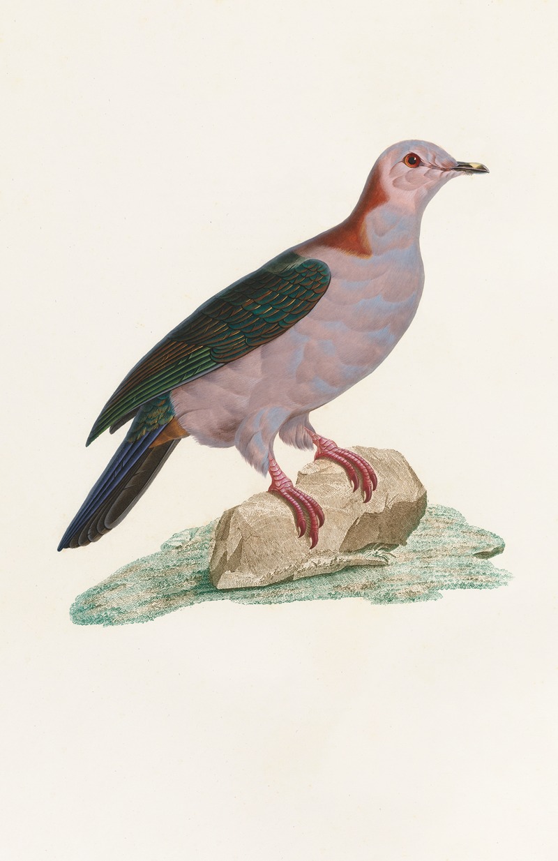 Les pigeons Pl.14 by Coenraad Jacob Temminck, 1808 — digital art print download